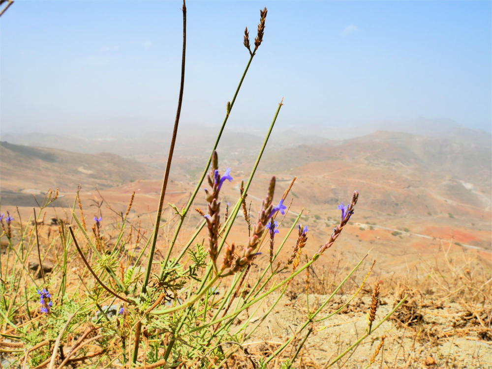 wild lavender Cabo Verde Monte Verde flora fauna hiking