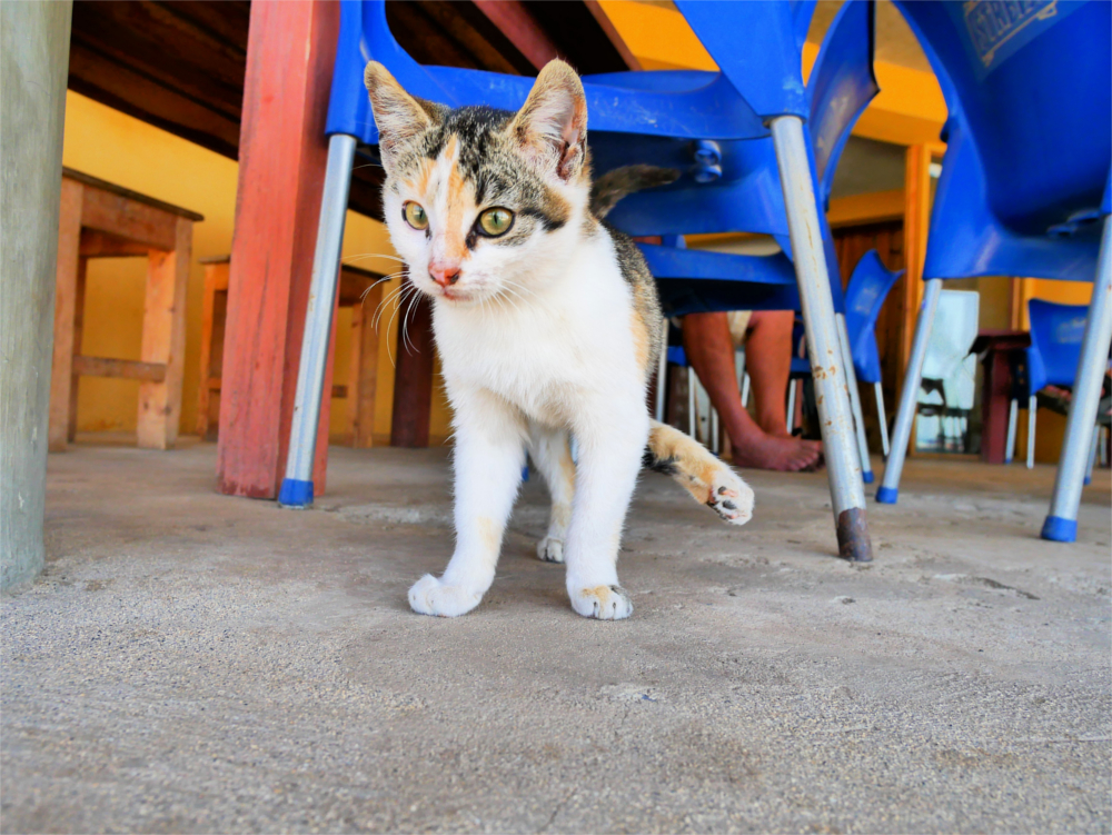 kitten Cabo Verde São Vicente Saõ Pedro beach cat stray street injured