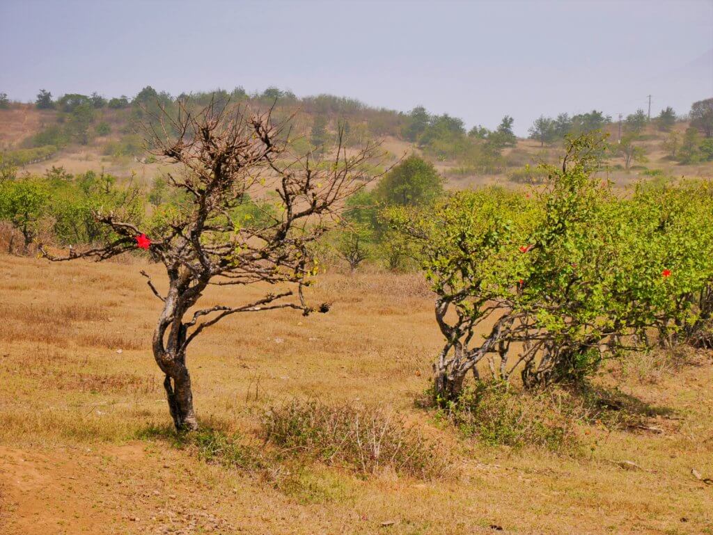 Fontainhas Brava orchard red flower fruit hike mountain cabo verde