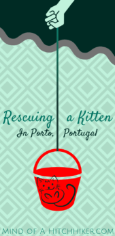 part 3 rescuing a kitten in porto portugal pinterest pin entering the void
