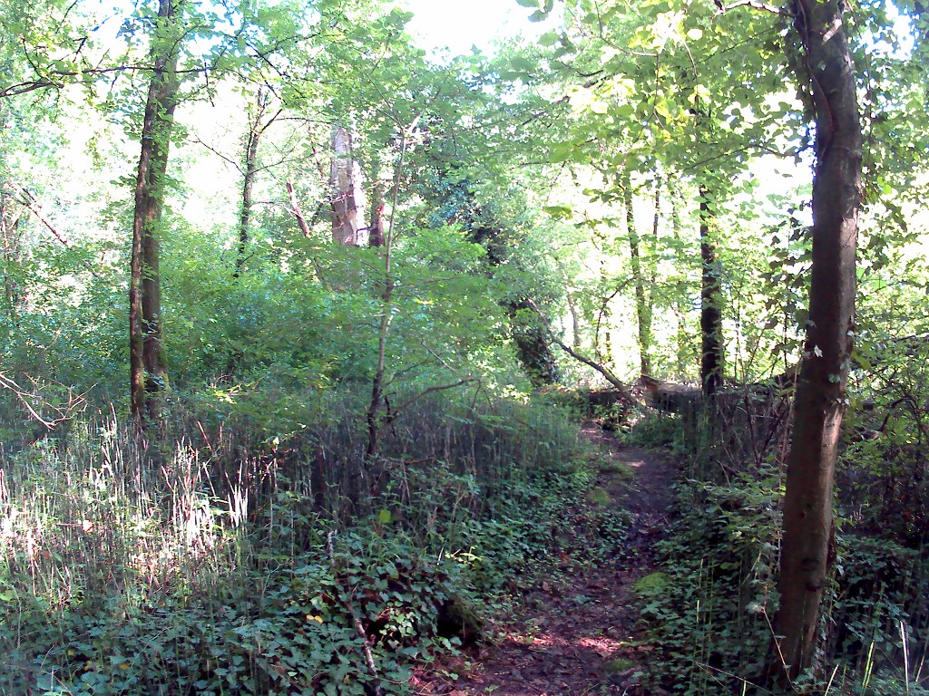 Grein Krummnußbaum 10