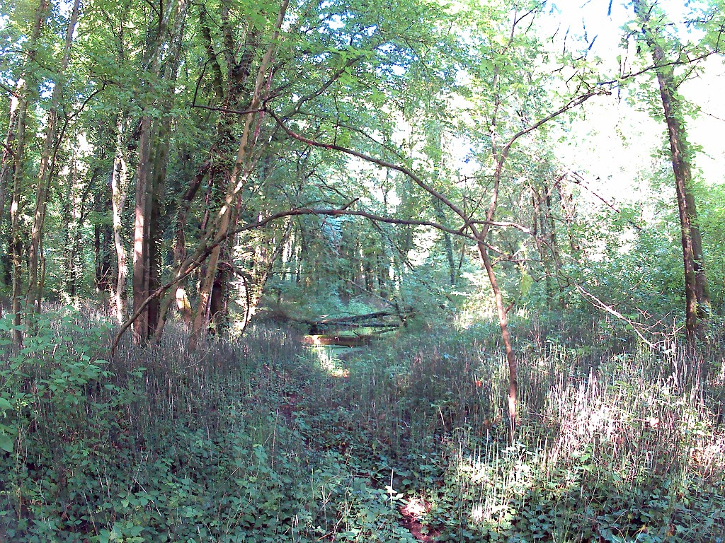 Grein Krummnußbaum 9
