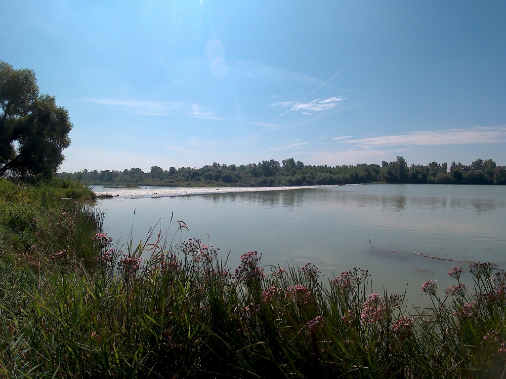 Day 36 Čunovo Danube Floodplains 10