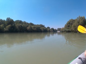 Day 36 Čunovo Danube Floodplains 19