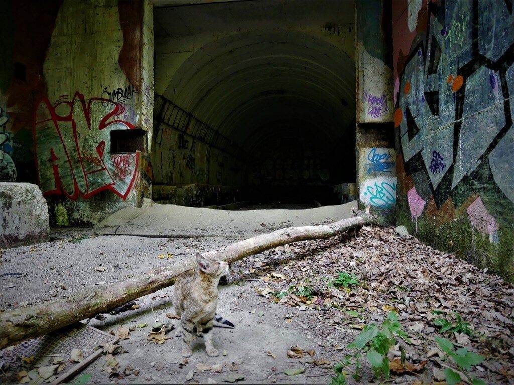 18 adventure cat kitty slovakia bratislava military bunker