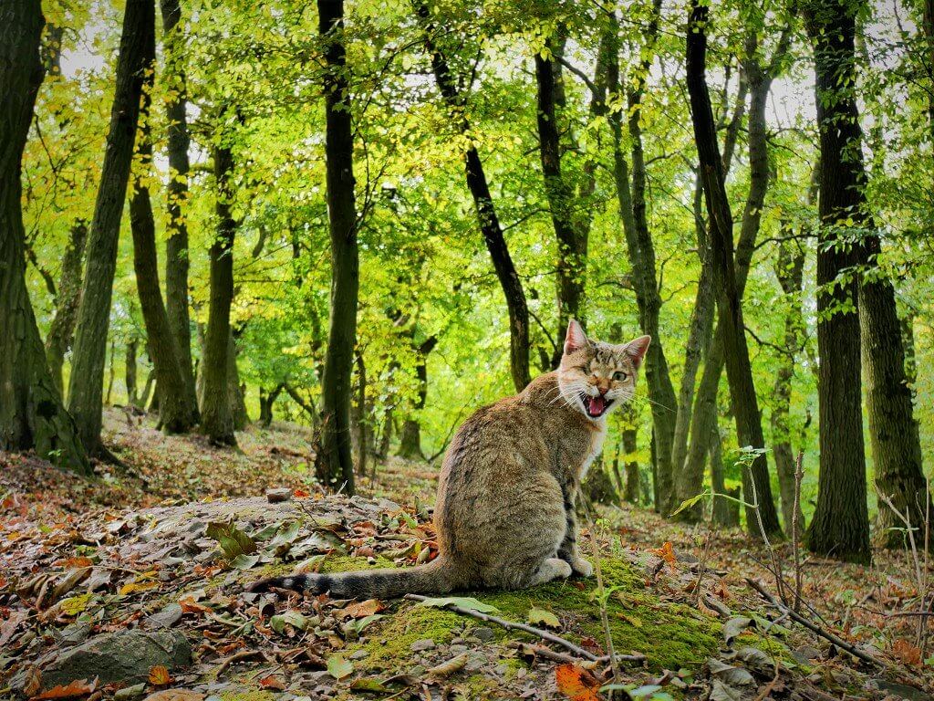 21 adventure pirate kitty one eyed cat forest national nature park