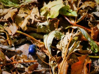 24 blue beetle devínska kobyla Národná prírodná rezervácia
