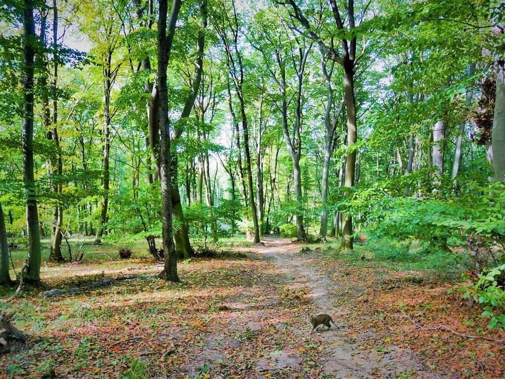 25 slovak national nature park forest devínska kobyla hiking