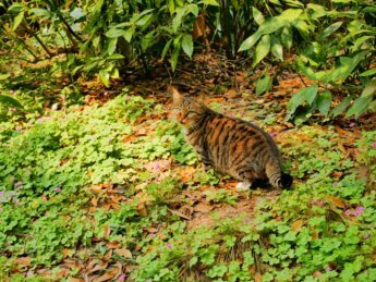 33 cats in city park