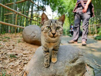 34 more cats in city park