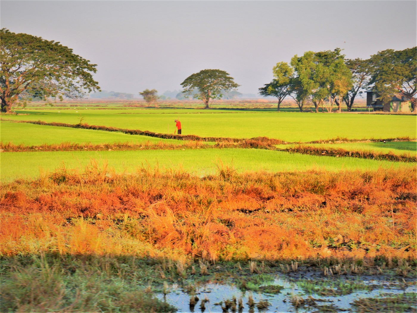 Myanmar train yangon mawlamyine 4 rice paddies