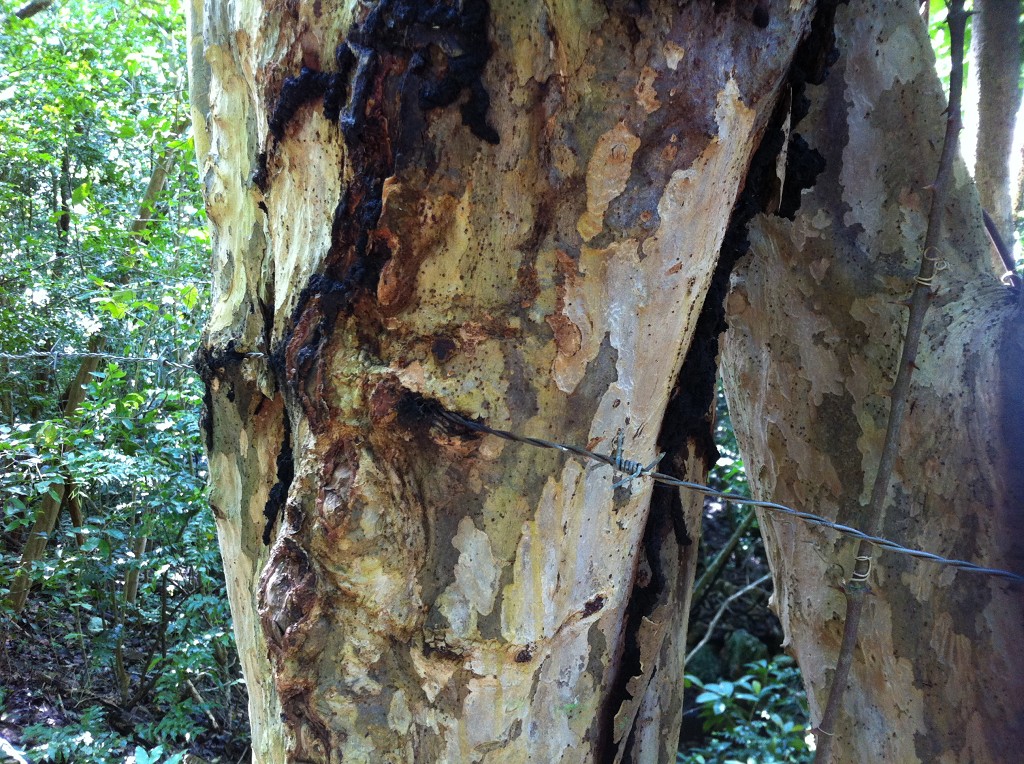 5 barbed wire ingrown tree providencia old providence