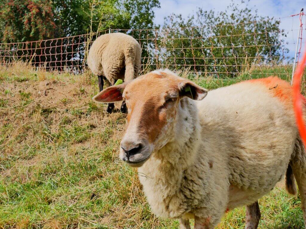 Autumn in Maastricht sheep grazing 2