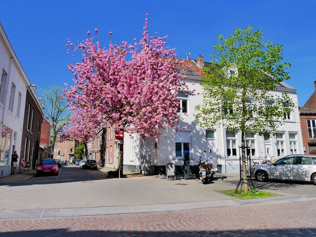 Spring in Maastricht roundabout blossoms 4