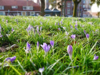 Winter in maastricht early crocus