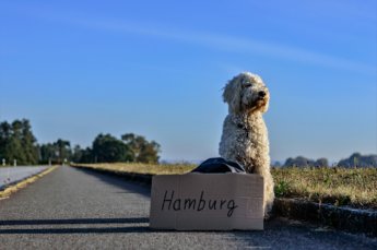 guest post hitchhiking with pets animals dog