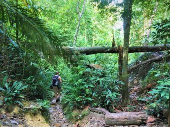 Penang National Park Hike (iphone) forest meromictic lake