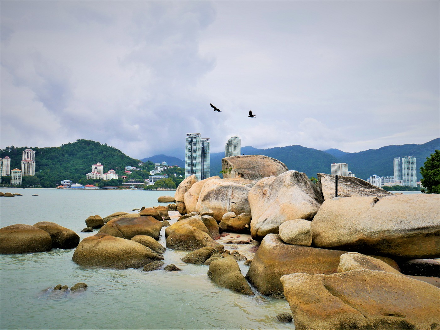 4 Pulau Tikus Rat Island Penang crows birds