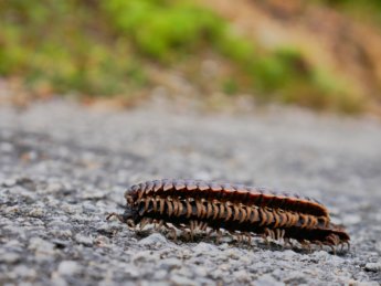 5 hiking bukit kledang bug from hell Ipoh Malaysia