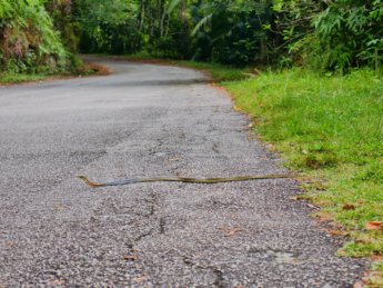6 hiking bukit kledang colorful snake venomous maybe idk