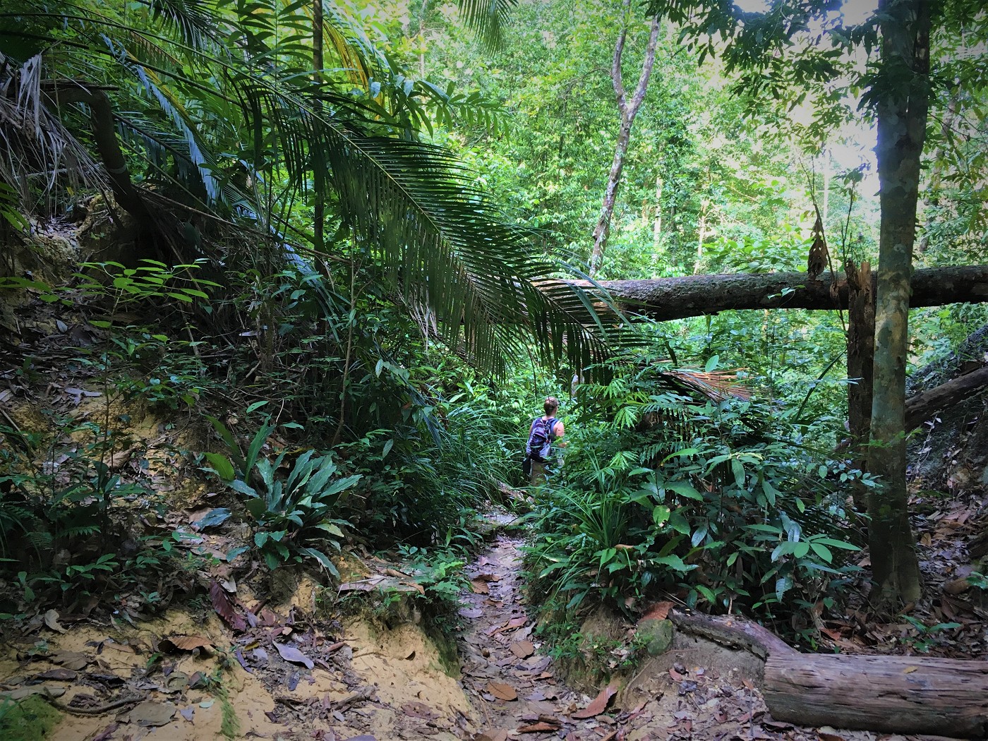1 iphone Penang national park meromictic lake turtle beach pantai keracut