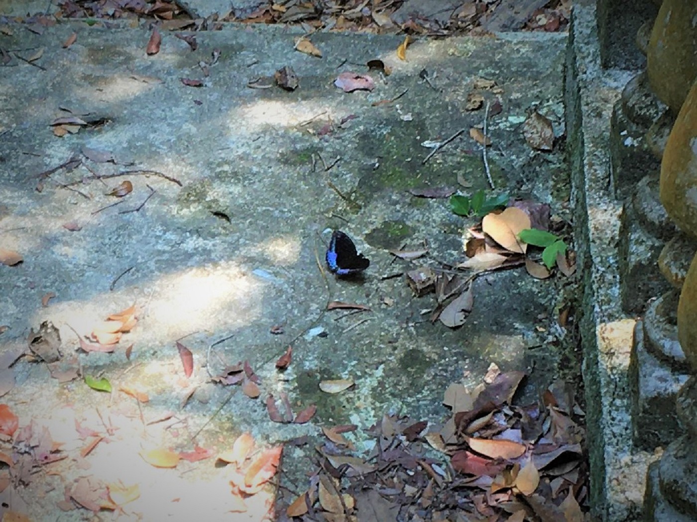 2 iphone Penang national park meromictic lake turtle beach pantai keracut