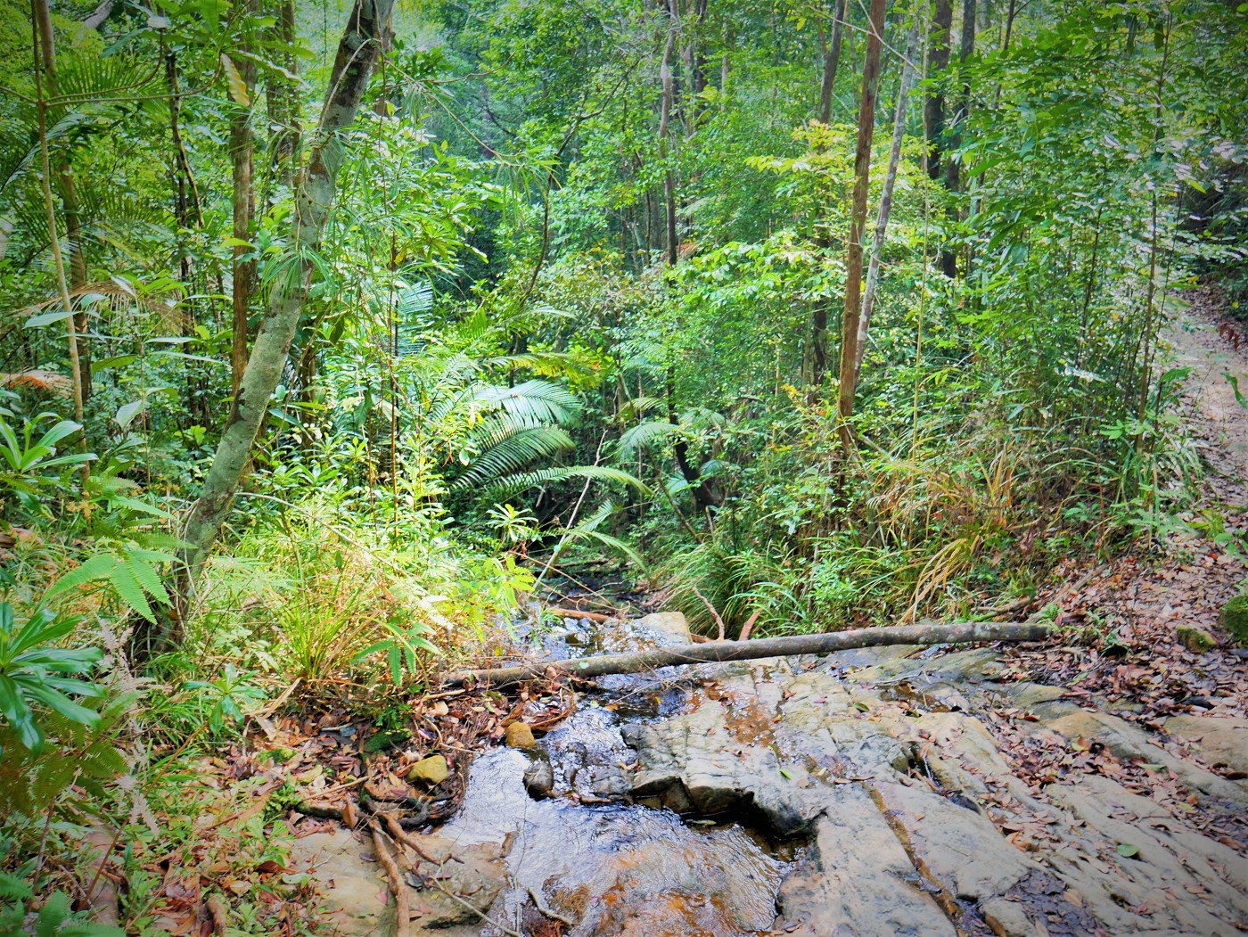 Penang national park meromictic lake turtle beach pantai keracut 10