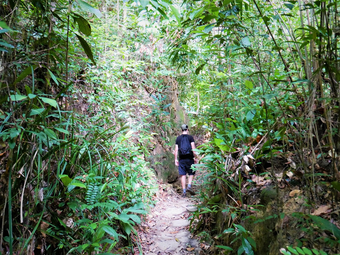 Penang national park meromictic lake turtle beach pantai keracut 12