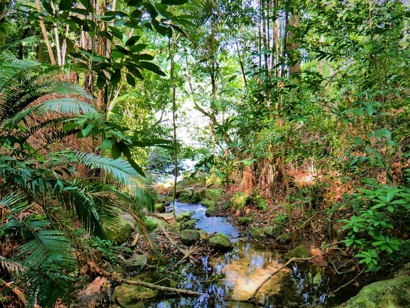 Penang national park meromictic lake turtle beach pantai keracut 14