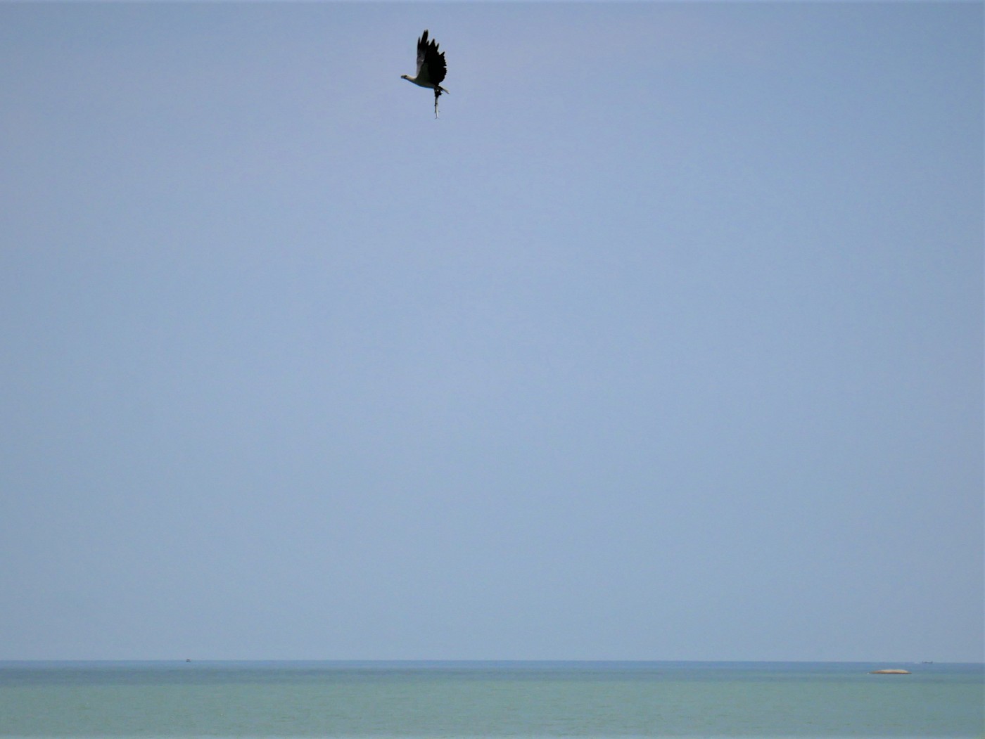 Penang national park meromictic lake turtle beach pantai keracut 23