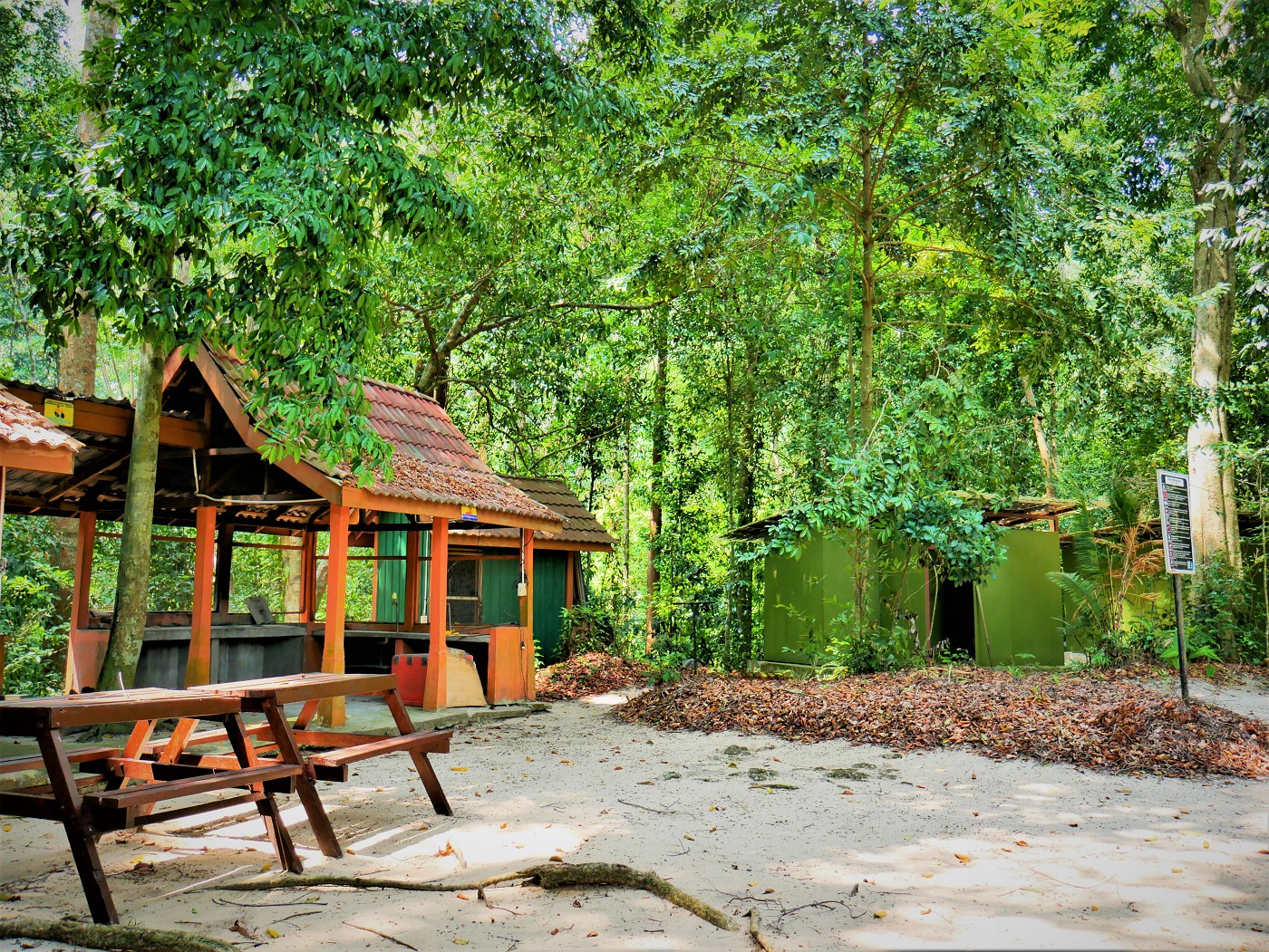 Penang national park meromictic lake turtle beach pantai keracut 26
