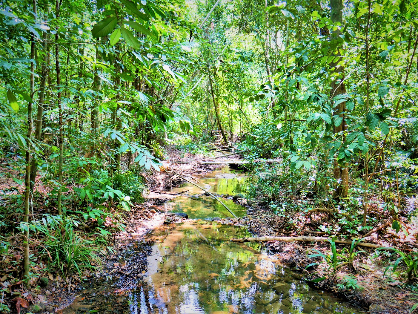 Penang national park meromictic lake turtle beach pantai keracut 29