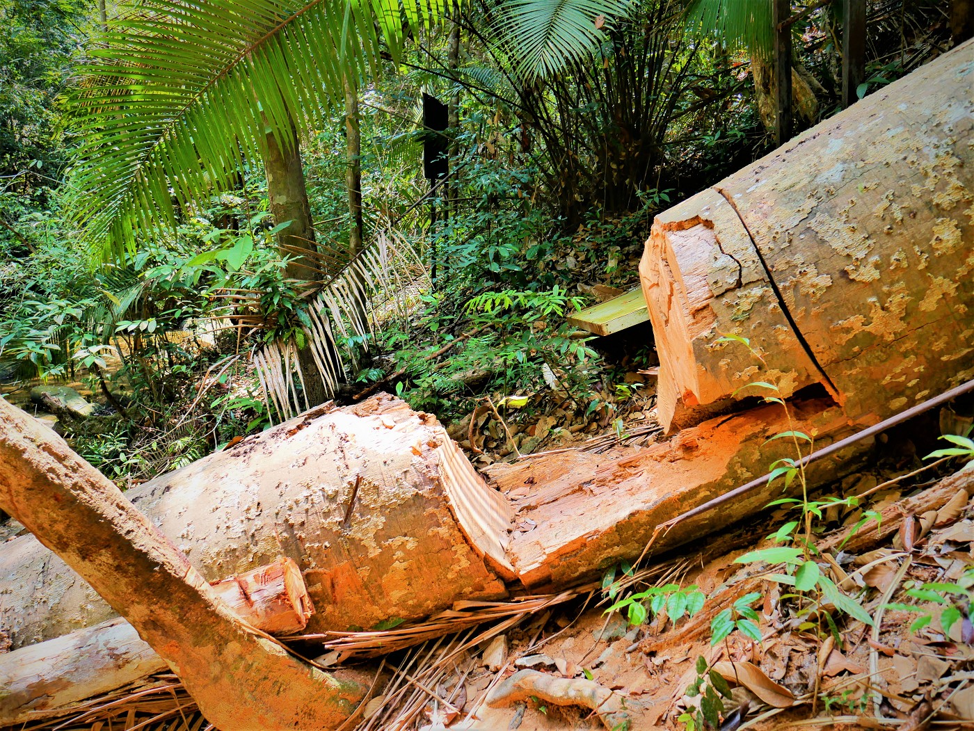 Penang national park meromictic lake turtle beach pantai keracut 30