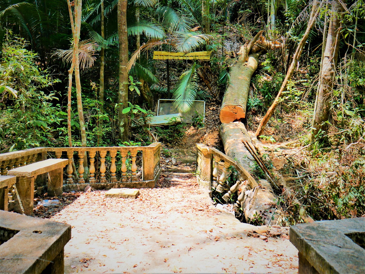 Penang national park meromictic lake turtle beach pantai keracut 32