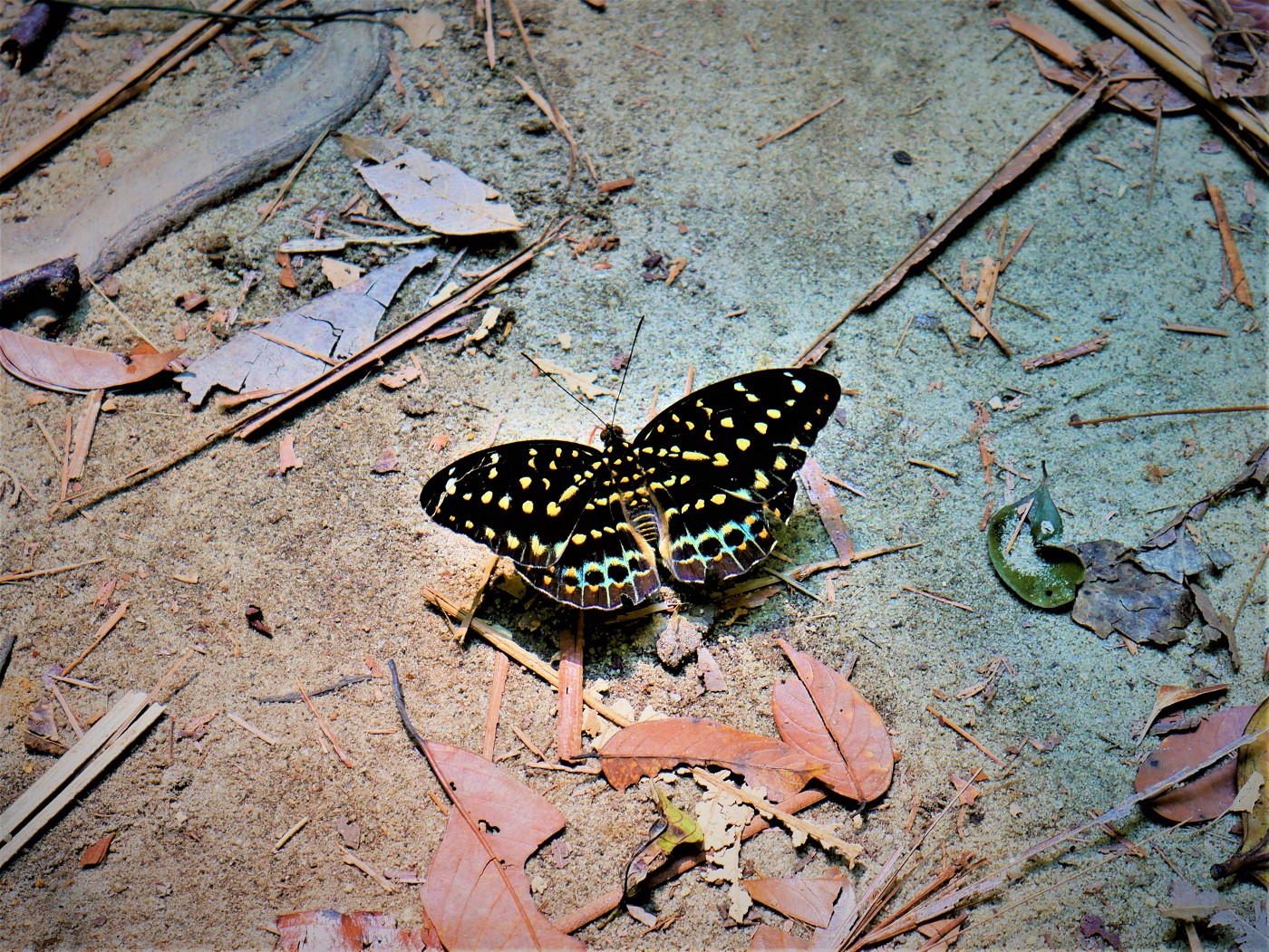 Penang national park meromictic lake turtle beach pantai keracut 33