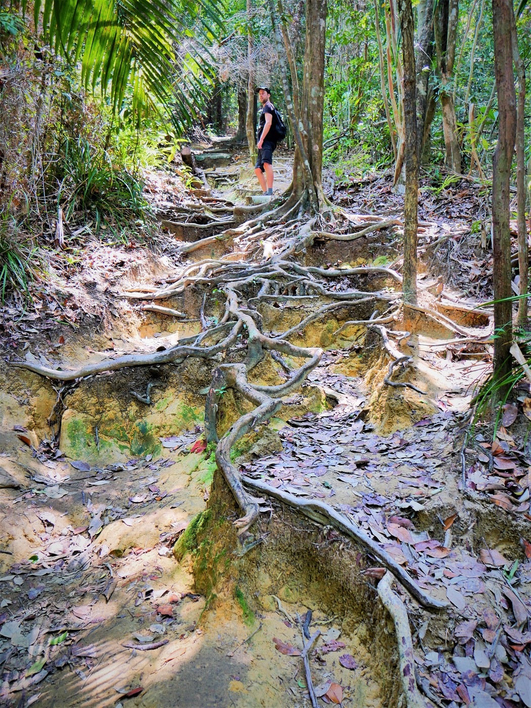 Penang national park meromictic lake turtle beach pantai keracut 35