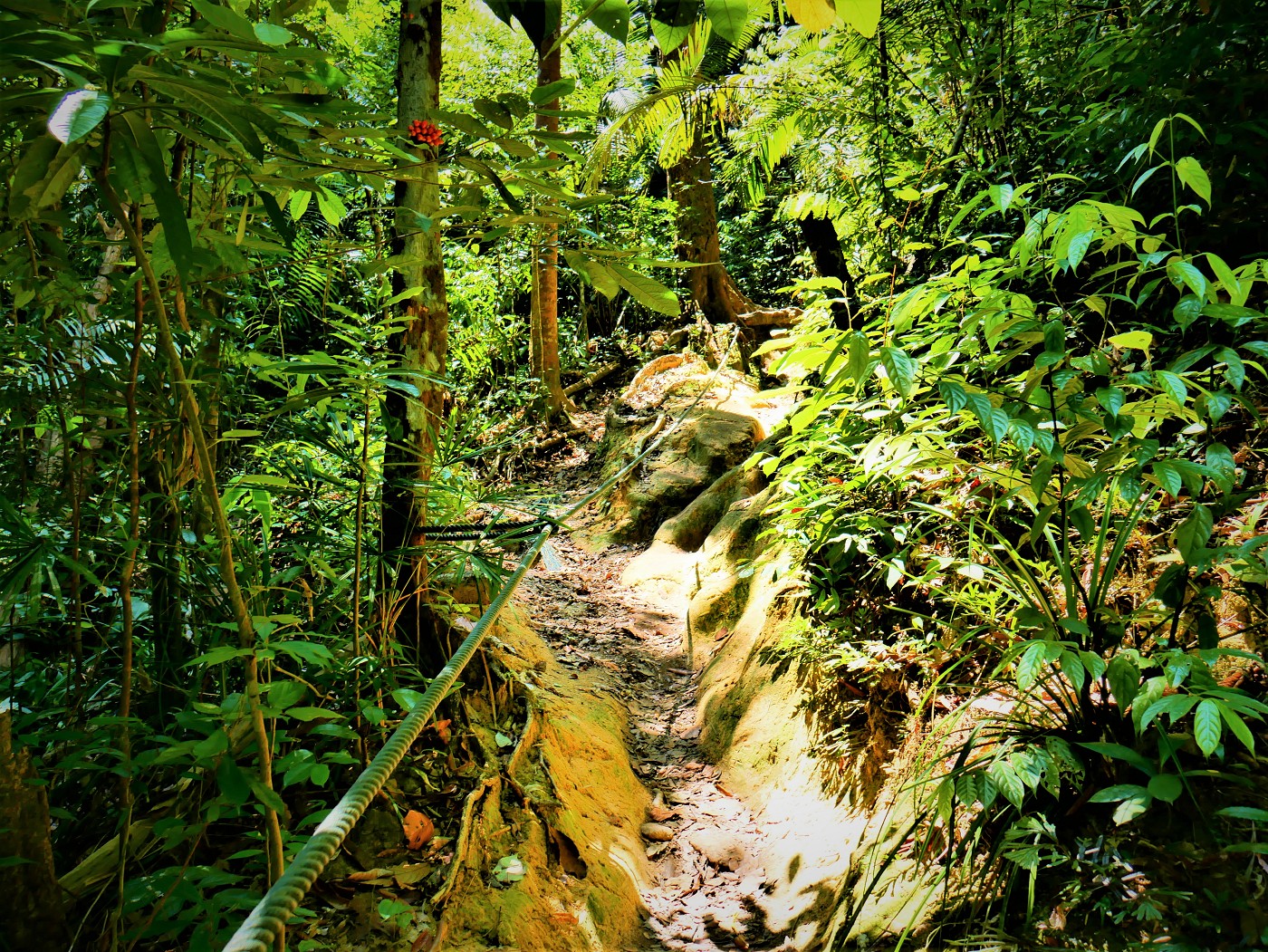 Penang national park meromictic lake turtle beach pantai keracut 38