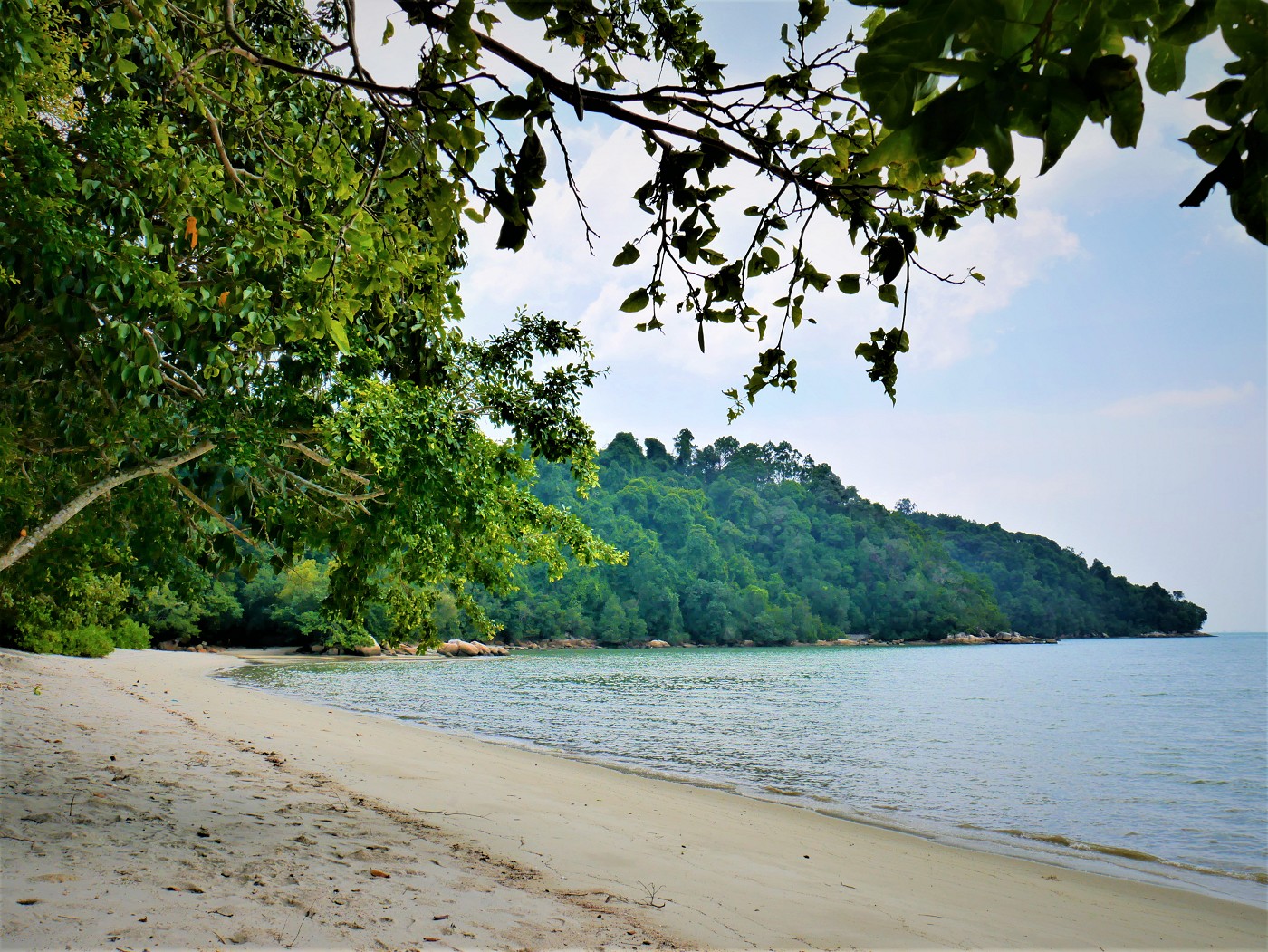 Penang national park meromictic lake turtle beach pantai keracut 41