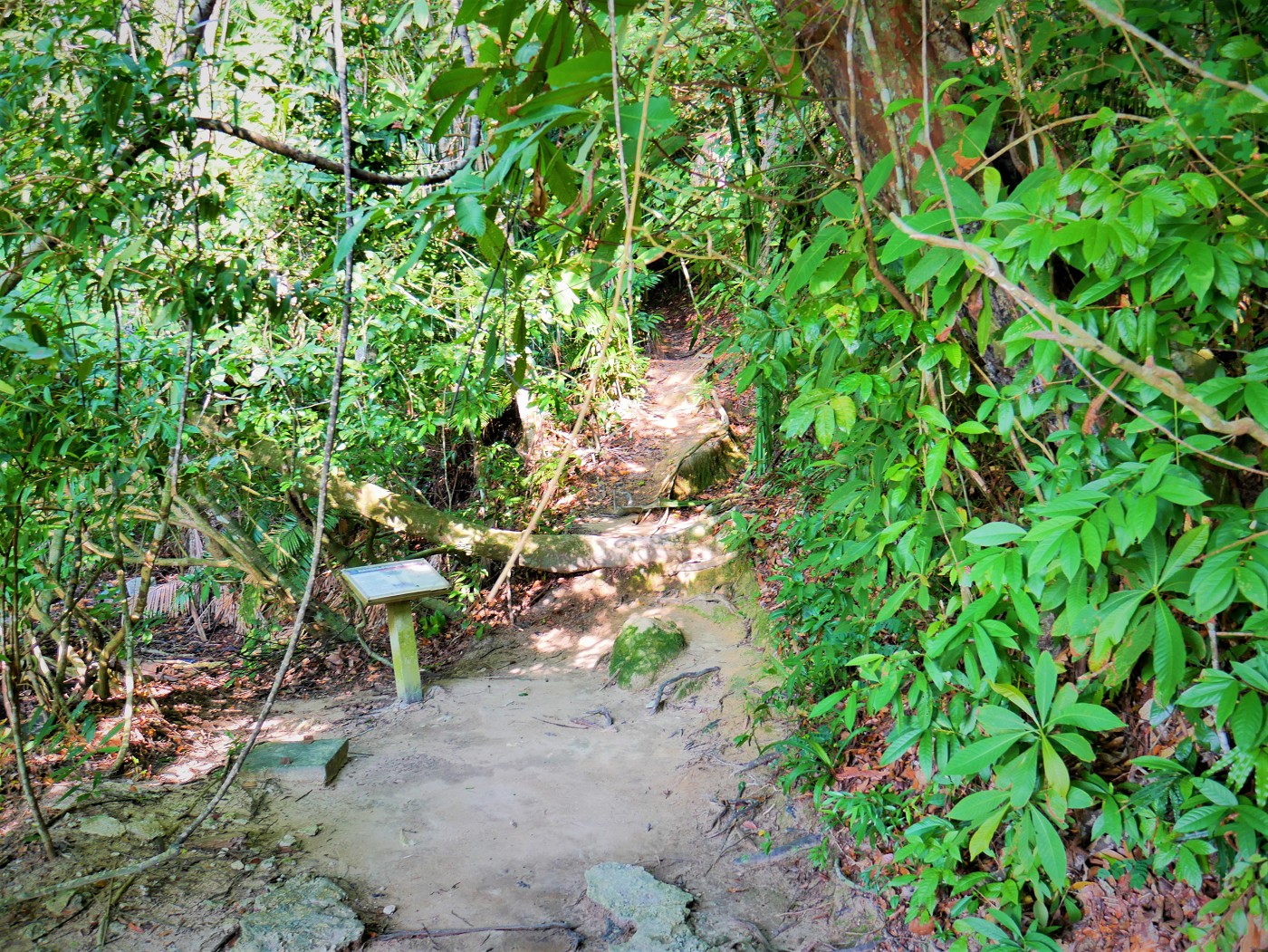 Penang national park meromictic lake turtle beach pantai keracut 7