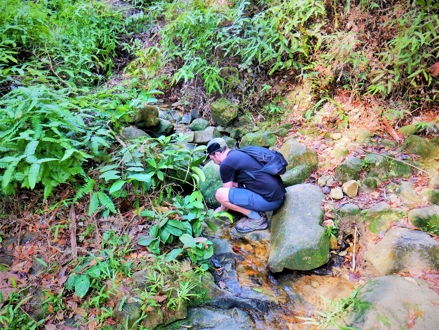 Penang national park meromictic lake turtle beach pantai keracut 9