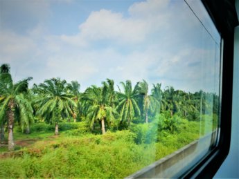 RMCO travel KTM train Malaysia window view palm oil plantation