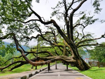 Taiping Lake Gardens Taman Tasik Taiping 1 overhanging tree