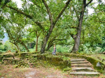 Taiping Lake Gardens Taman Tasik Taiping 3 hiking path forest