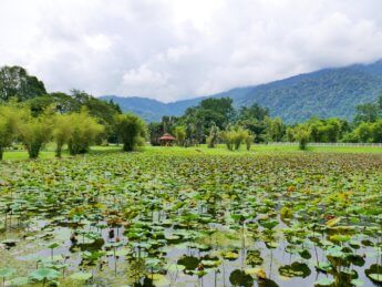 Taiping Lake Gardens Taman Tasik Taiping 5 lily pond