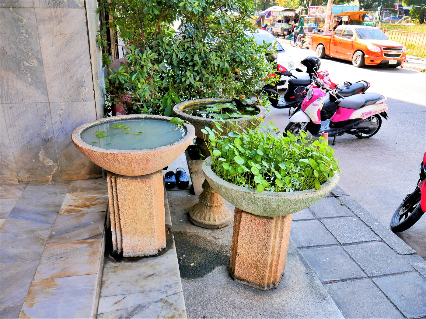 nakornping condominium mosquito birthplace water plant feature chiang mai thailand possibly feng shui