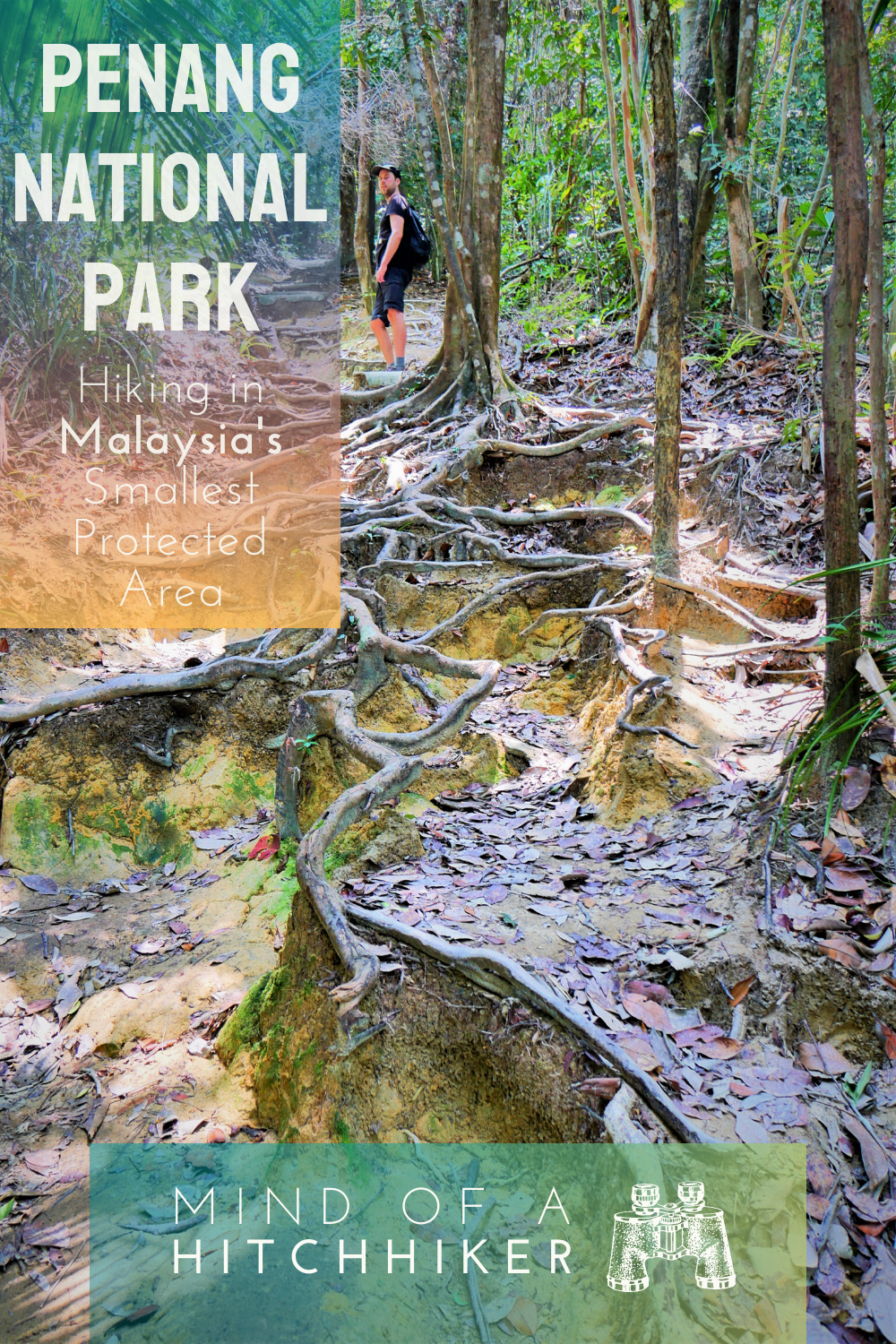 Hiking in Penang National Park is a great outdoorsy day trip when you find yourself in Malaysia. #Penang #GeorgeTown #PulauPinang #Malaysian #Malay #meromicticlake #meromictic #lake #Asia #SoutheastAsia #turtle #turtlebeach #hiking #rainforest #lakes #nature #forest #preserve #nationalpark #protectedarea