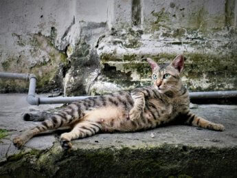 street cat ipoh concubine lane malaysia pregnant