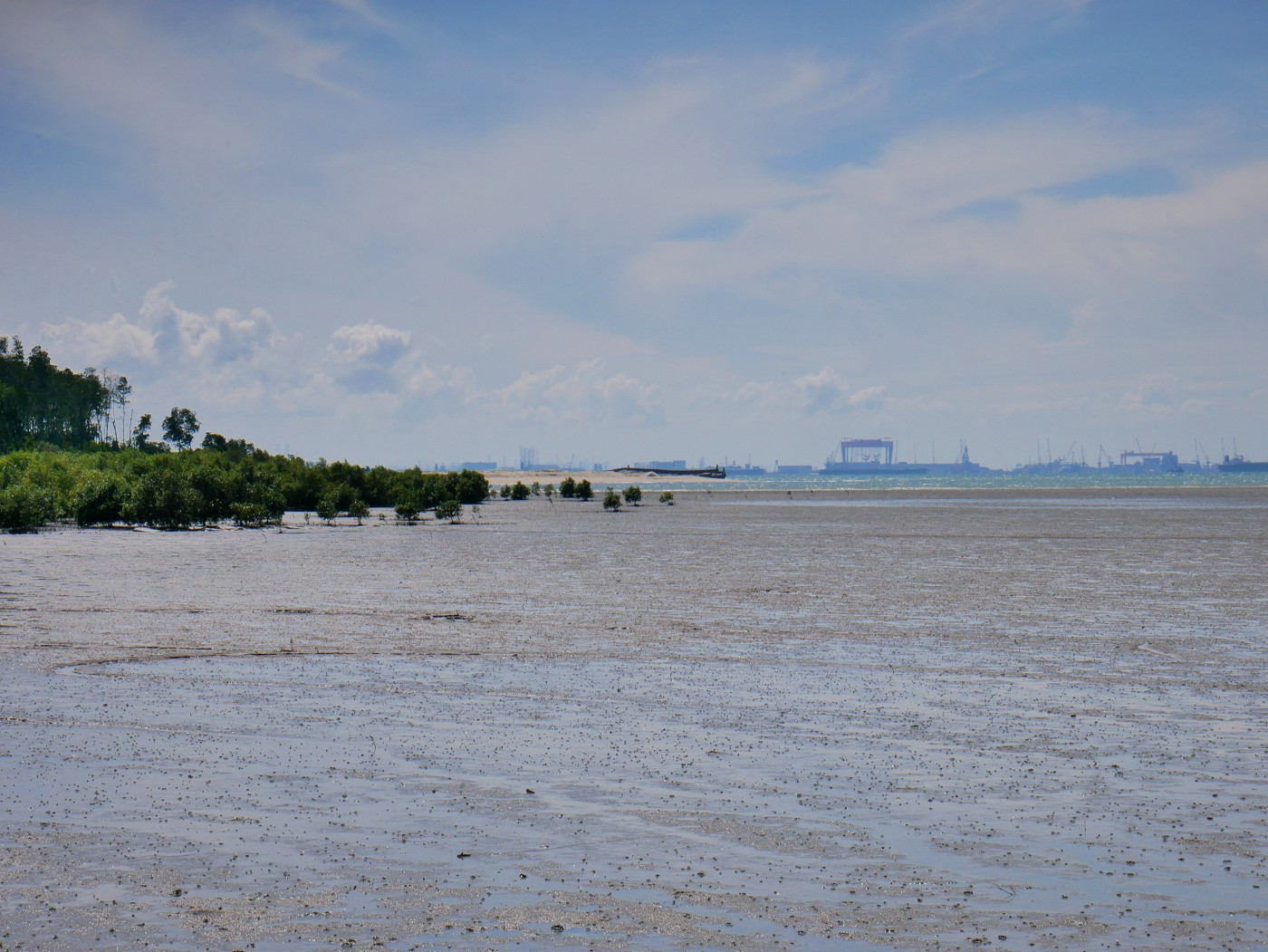 Tanjung Piai baby mangroves Johor Strait Singapore