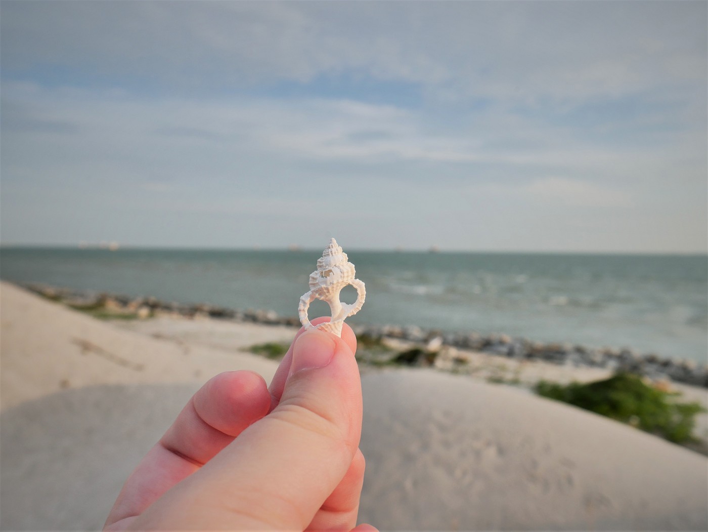 Sea shell broken land reclamation Malaysia