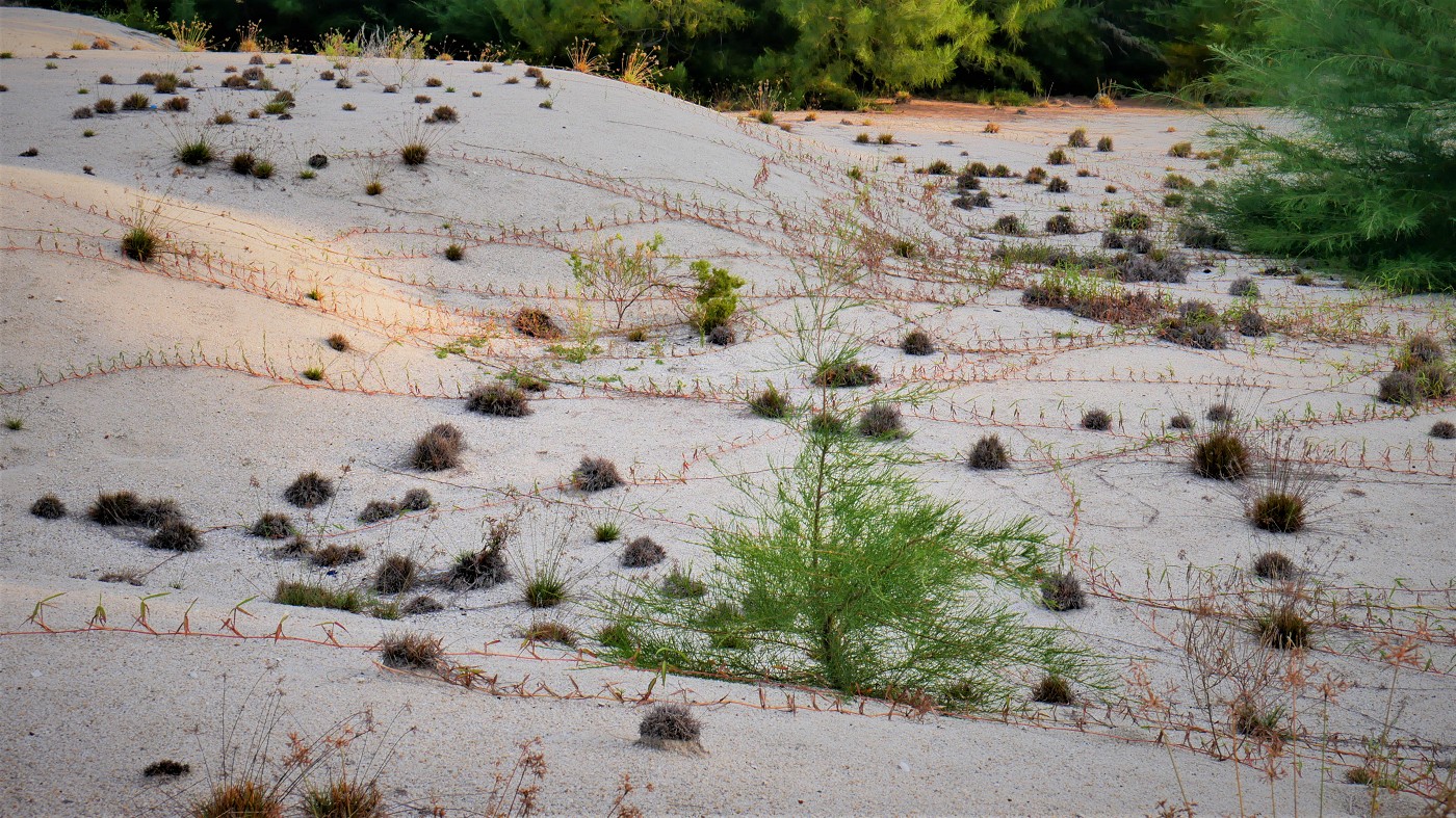 sand dune plants tripwire